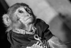 Dubai club event questioned over monkey business